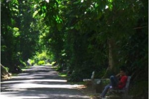 Kebun Raya Bogor